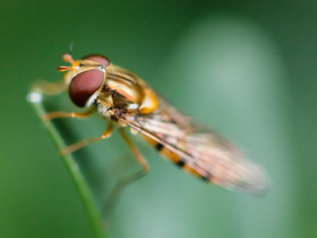 grass fly close up on blurred green background