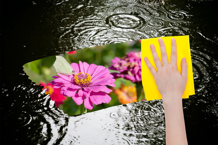 weather concept - hand deletes rain puddle by yellow cloth from image and meadow with pink flowers is appearingの写真素材