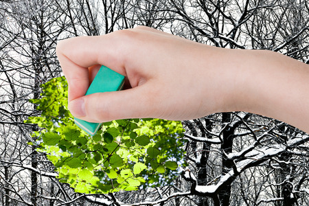 season concept - hand deletes winter woods by rubber eraser from image and green summer foliage are appearingの写真素材