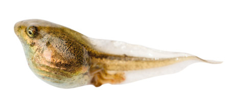 tadpole of frog close up isolated on white backgroundの写真素材