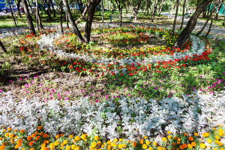round flowerbed with dianthus flowers and jacobaea cineraria maritima plant in urban gardenの写真素材