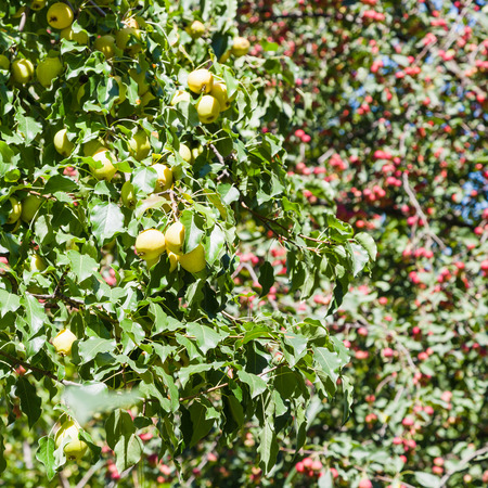 wild yellow and red apples on trees in forest in summerの写真素材