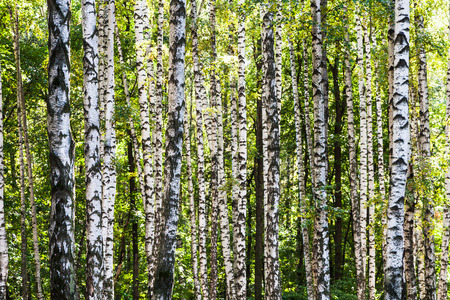 white birch trees trunks in grove in summer dayの写真素材