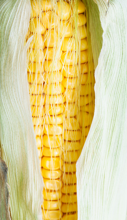 yellow seeds in natural ear of corn close upの写真素材