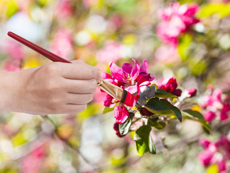gardening concept - hand with paintbrush paints red flowers on apple tree in springの写真素材
