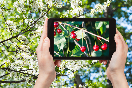 garden concept - farmer photographs picture of twig with ripe cherry with white blossoming cherry tree on background on smartphoneの写真素材