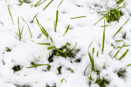 first snow on green grass close up on meadow in autumnの写真素材