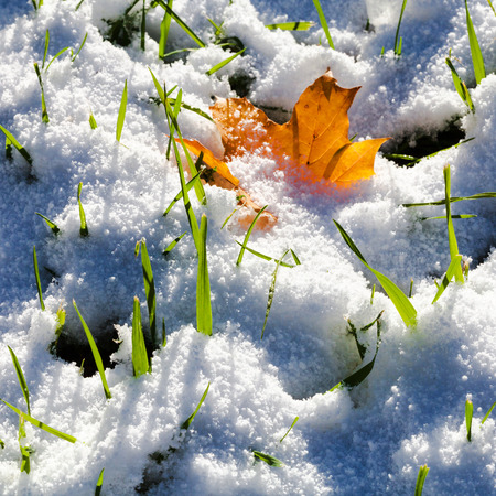 green grass and orange fallen maple leaf covered by first snow in sunny autumn dayの写真素材