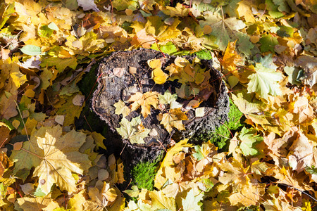 fallen yellow leaves on stump in forest in sunny autumn dayの写真素材