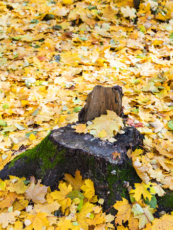 fallen yellow leaves and old stump at forest glade in autumnの写真素材