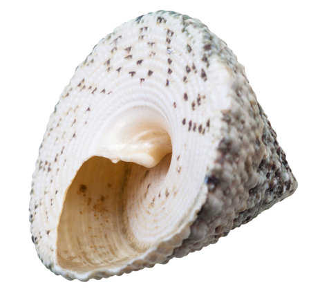 empty green spiral shell of sea mollusc snail isolated on white background