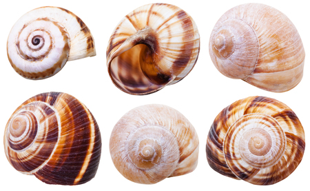 set of spiral mollusc shells of land snails isolated on white backgroundの写真素材