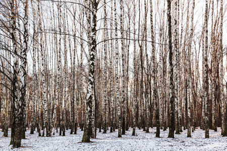 bare birch trees in grove in cold winter dayの写真素材