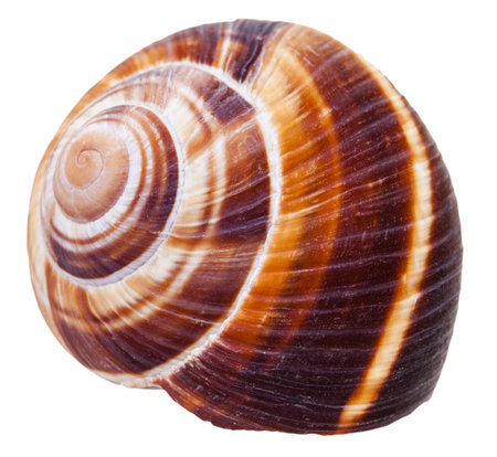 empty spiral mollusc shell of land snail isolated on white background