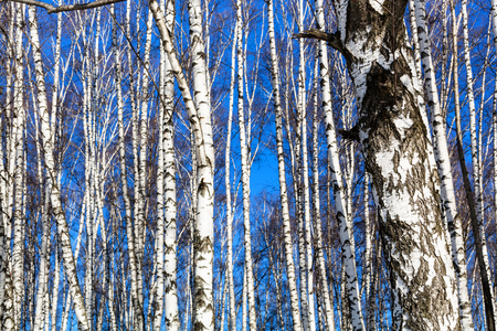 bare birch trunks and blue sky in sunny winter dayの写真素材