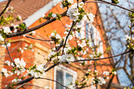 twigs of blossoming black cherry and country house in sunny spring dayの写真素材