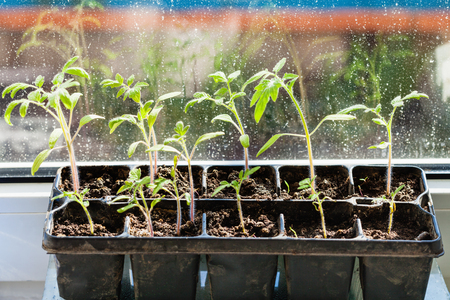 container with tomato plant seedlings on window sillの写真素材