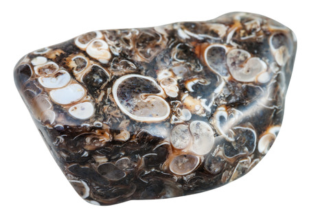 macro shooting of natural mineral stone - polished turritella agate (jasper) from Madagascar gemstone isolated on white backgroundの写真素材