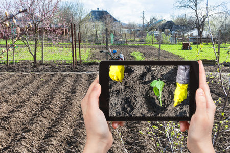 gardening concept - farmer photographs the planting of cabbage sprout in plowed ground in spring...