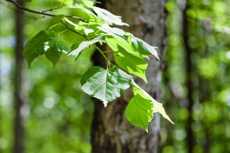 natural background - twig of hazel tree with green leaves close up in forest