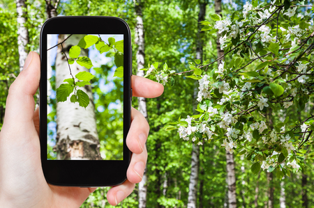 season concept - naturalist photographs young green leaves of birch trees in green spring forest on smartphoneの写真素材