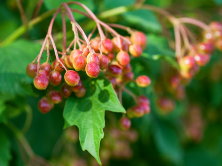 red fruits of Viburnum (Viburnum opulus, guelder rose) on green shrub illuminated by sun in sunny summer eveningの写真素材