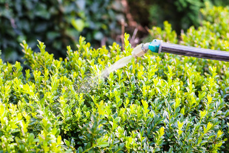 processing of boxwood bushes by pesticide in garden in summer eveningの写真素材
