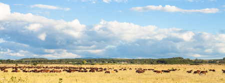 herd of cows grazing in pasture under blue sky with white clouds, Kuban, Russia