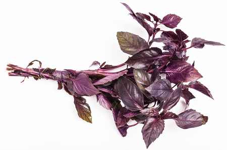 bunch of fresh cut red basil herb on white backgroundの写真素材