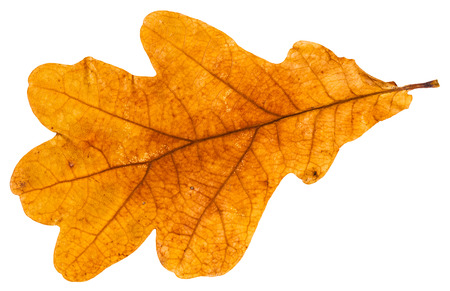 yellow autumn leaf of oak tree isolated on white backgroundの写真素材