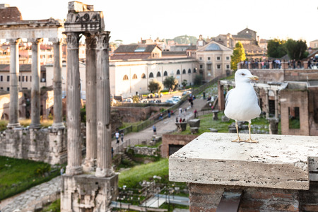 travel to Italy - urban seagull and ruins of Forum of Caesar on background on Roman Forums in Rome cityの写真素材
