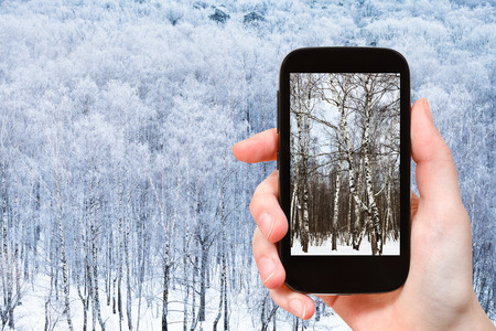 weather concept - photographer takes photo of birch trees in frozen forest in winterの写真素材