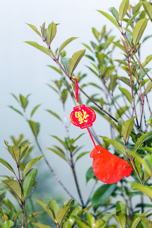 TIANTOUZHAI, CHINA - MARCH 23, 2017: red Buddhist sign on tree in rain in Tiantou village of Dazhai Longsheng country in rain. This is village in famous scenic area of Longji Rice Terraces in Chinaのeditorial素材