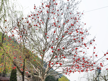 LUOYANG, CHINA - MARCH 20, 2017: chinese red lanterns of tree branches at West Hill of Longmen Grottoes (Longmen Shiku, Dragon's Gate Grottoes, Longmen Caves) in spring seasonのeditorial素材