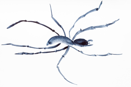 training drawing in suibokuga style with watercolor paints - sketch of spider on white paperの写真素材