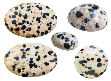 set of various tumbled natural mineral Dalmatian Stone (Dalmatian Jasper) gemstone isolated on white backgroundの写真素材