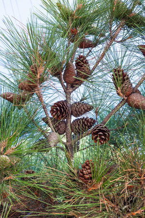 travel to Crimea - cones of Crimean Pine (Pinus Nigra Pallasiana) on tree baranch on Lenin Street...
