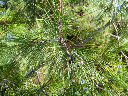 travel to Crimea - green foliage of Crimean Pine (Pinus Nigra Pallasiana) on Lenin Street Embankment...