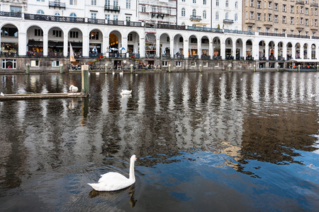 HAMBURG, GERMANY - SEPTEMBER 15, 2017: swan and view of Arcades on waterfront of Binnenalster (Inner Alster Lake) in Hamburg city in autumn. Binnenalster is artificial lake formed by the river Alsterのeditorial素材