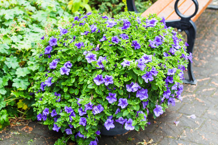 travel to Iceland - viola flowers on flowerbed in public family park in laugardalur valley of Reykjavik city in septemberの写真素材