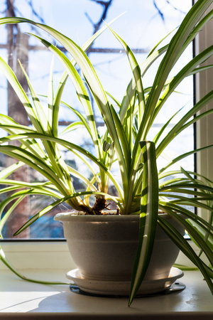 Chlorophytum houseplant in pot on the windowsill in sunny winter dayの写真素材