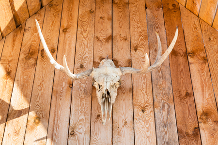 front view of natural skull of young moose animal on roof of wooden country house in Smolensk region of Russiaの写真素材