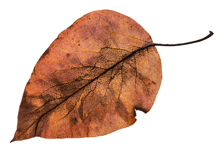 back side of autumn rotten brown leaf of apple tree isolated on white backgroundの写真素材