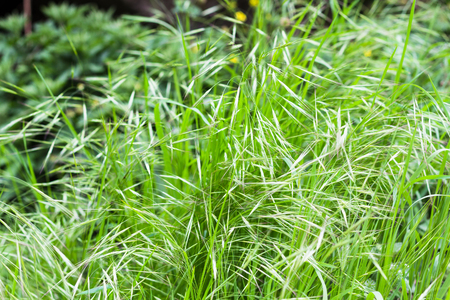 Travel to Turkey - green grass in Ihlara Valley of Aksaray Province in Cappadocia in springの写真素材