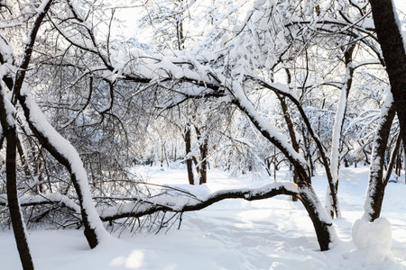 view of snow-covered urban garden in Moscow city in sunny winter morning