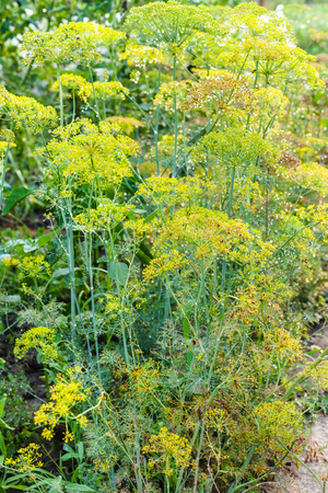 wet dill plants in garden after rain in summer evening in Kuban region of Russiaの写真素材