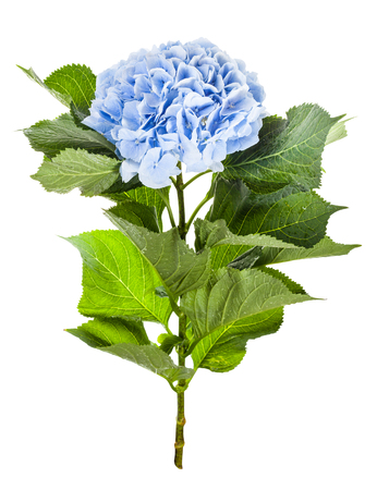 side view of fresh hydrangea flower isolated on white backgroundの写真素材