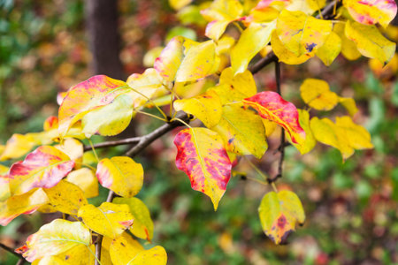 red and yellow leaves of apple tree close up in garden in october