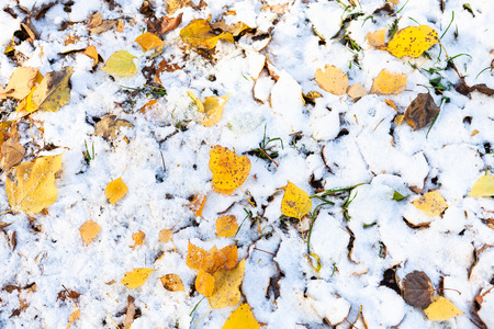 Top view of various fallen yellow leaves on lawn covered with the first snow in cold autumn dayの写真素材