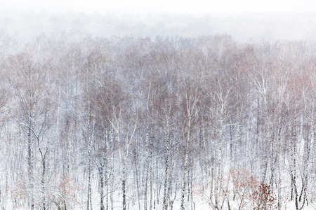 Aerial view of birch grove in forest in snowfall in cold winter dayの写真素材